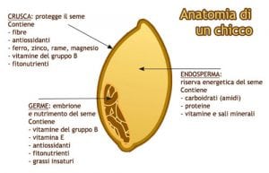 anatomia chicco di grano